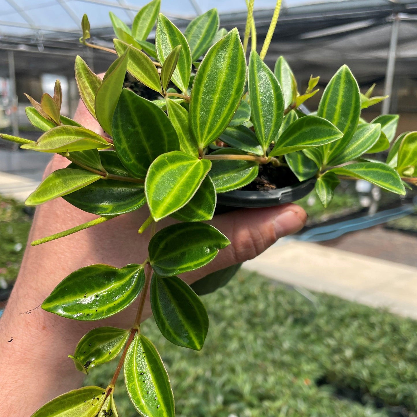 Peperomia Angulata - View 1 from www redcrocus com