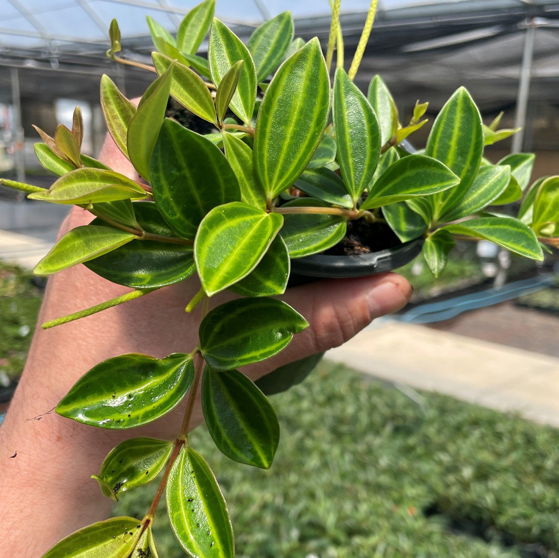 Peperomia Angulata - View 1 from www redcrocus com