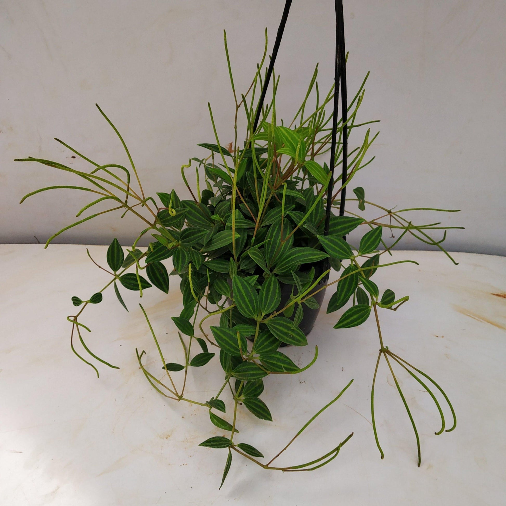 Peperomia Angulata - View 20 from www redcrocus com