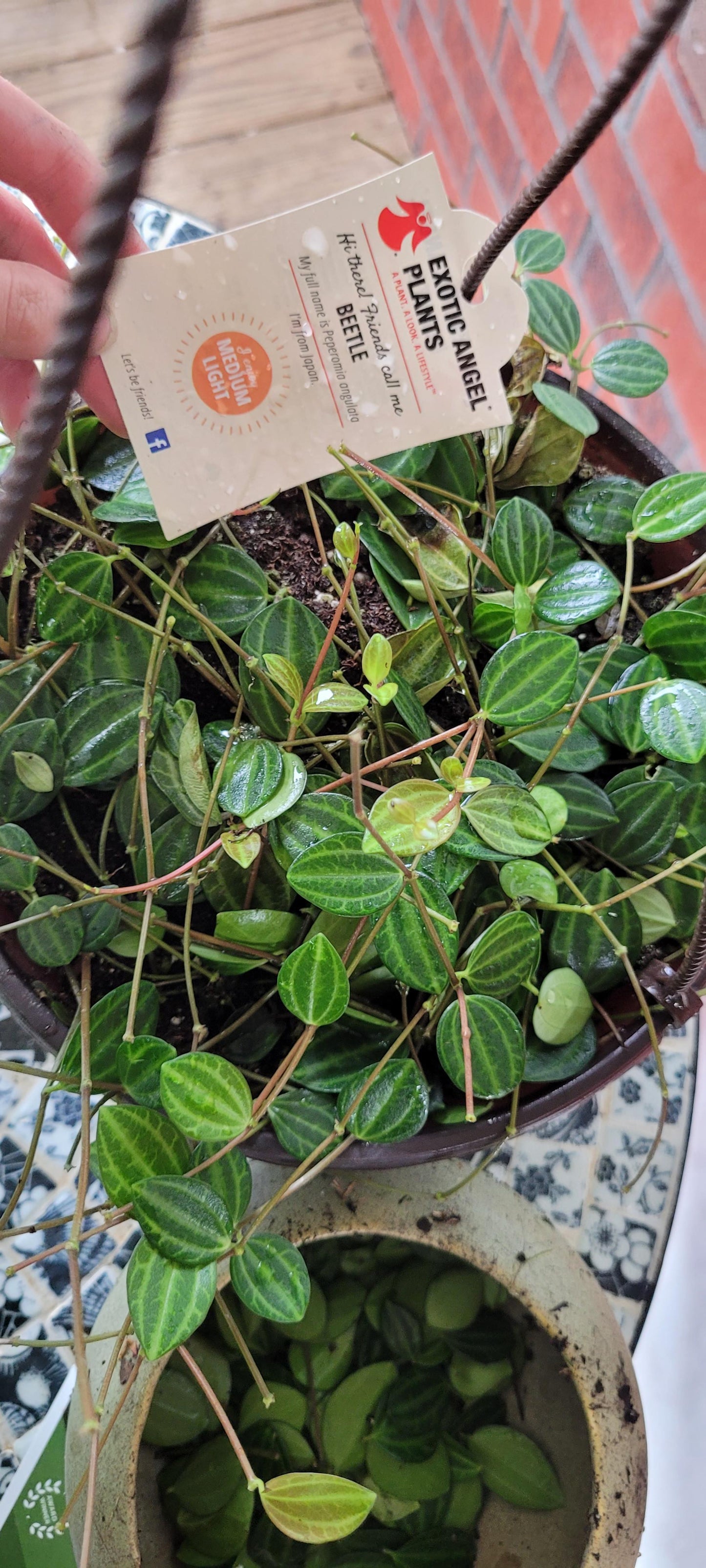 Peperomia Angulata - View 21 from www redcrocus com