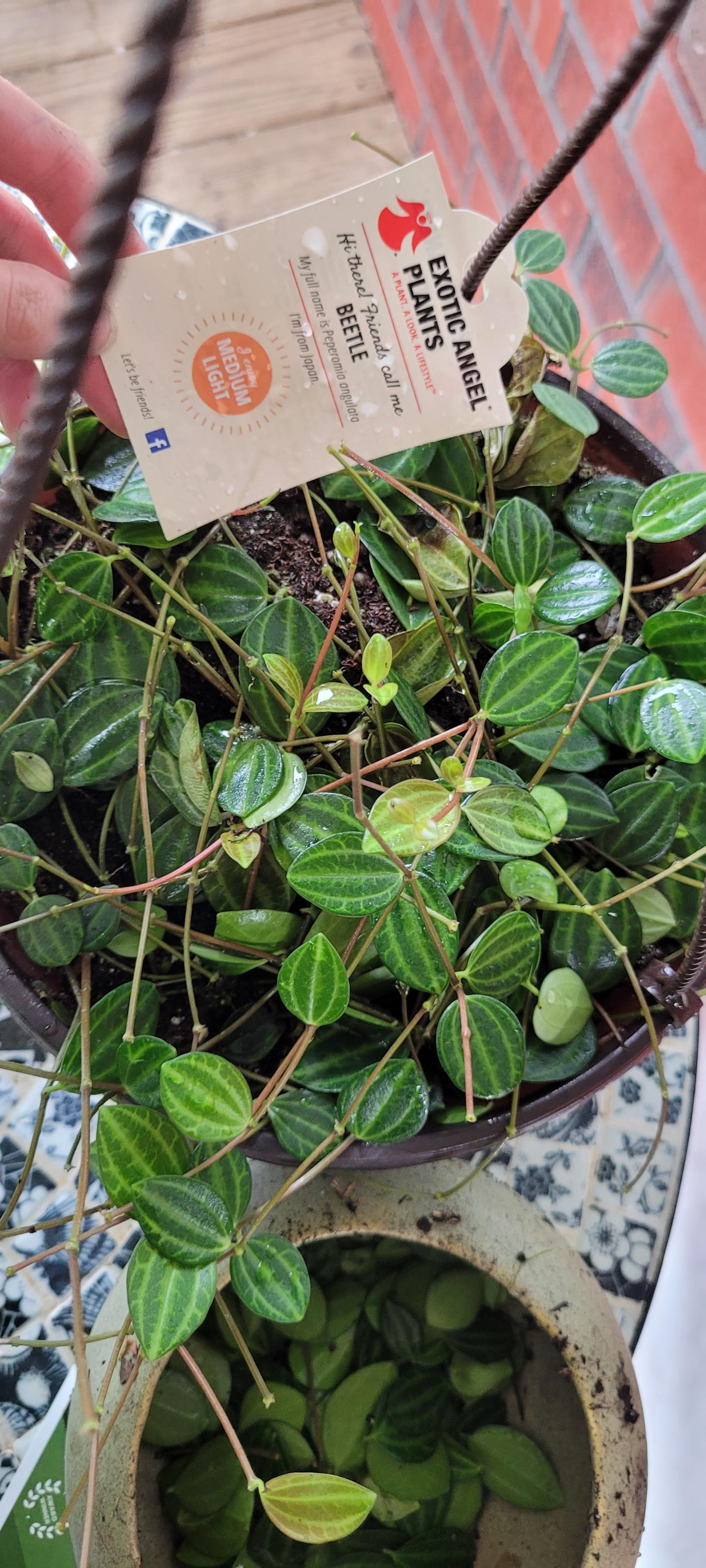 Peperomia Angulata - View 21 from www redcrocus com