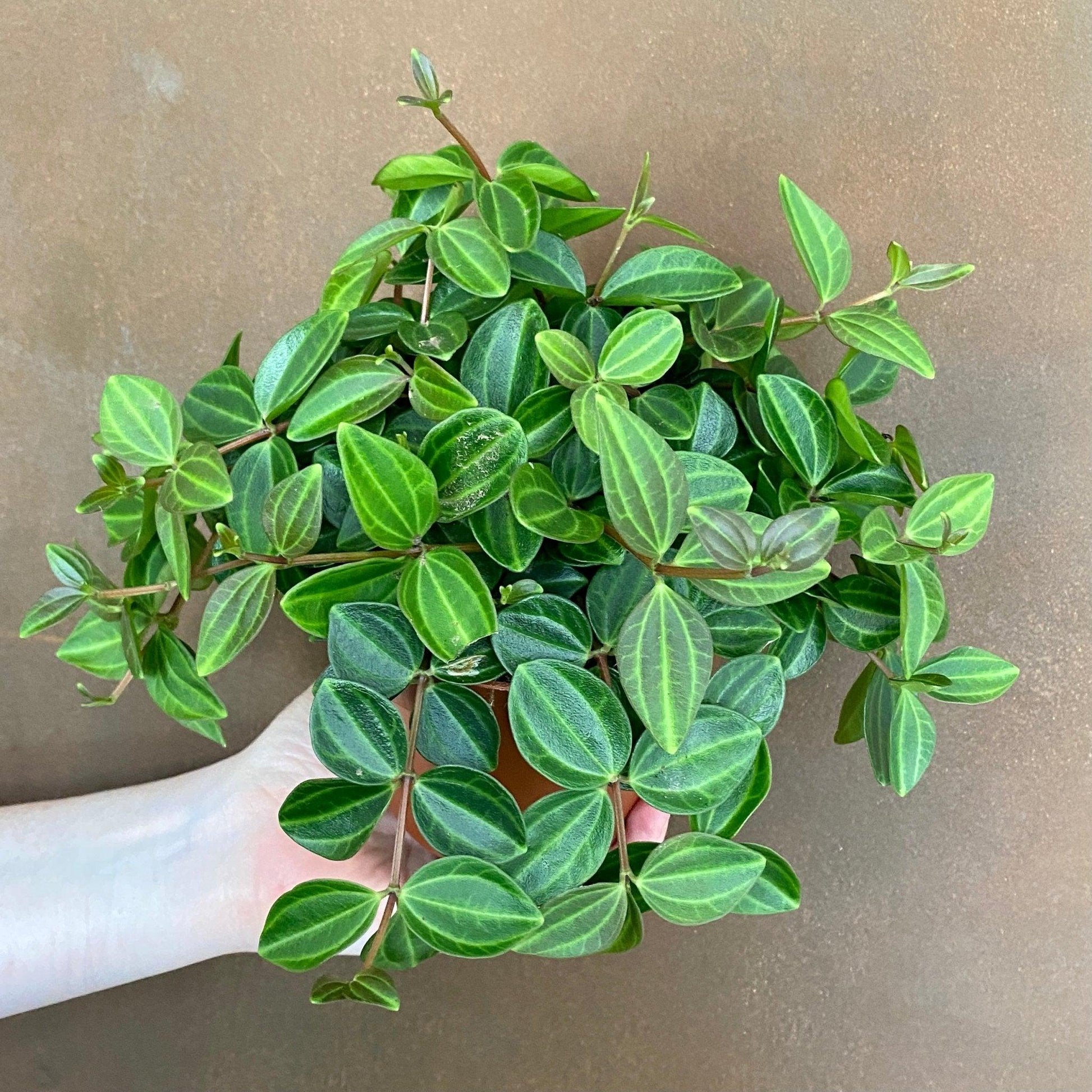 Peperomia Angulata - View 22 from www redcrocus com