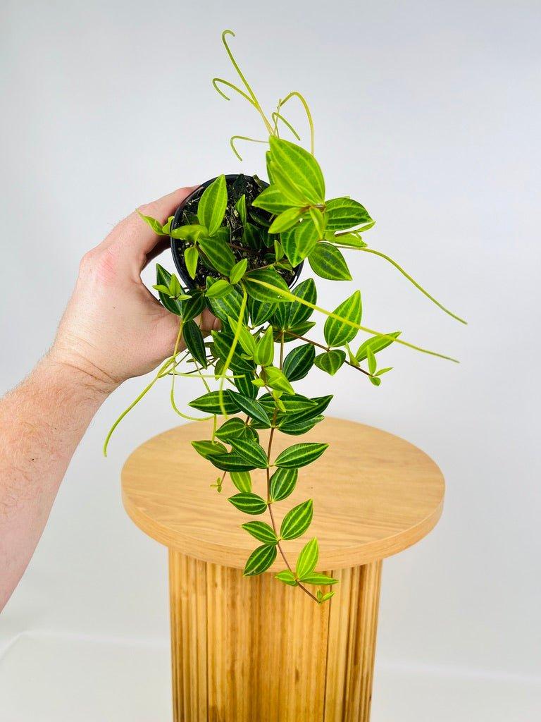 Peperomia Angulata - View 23 from www redcrocus com