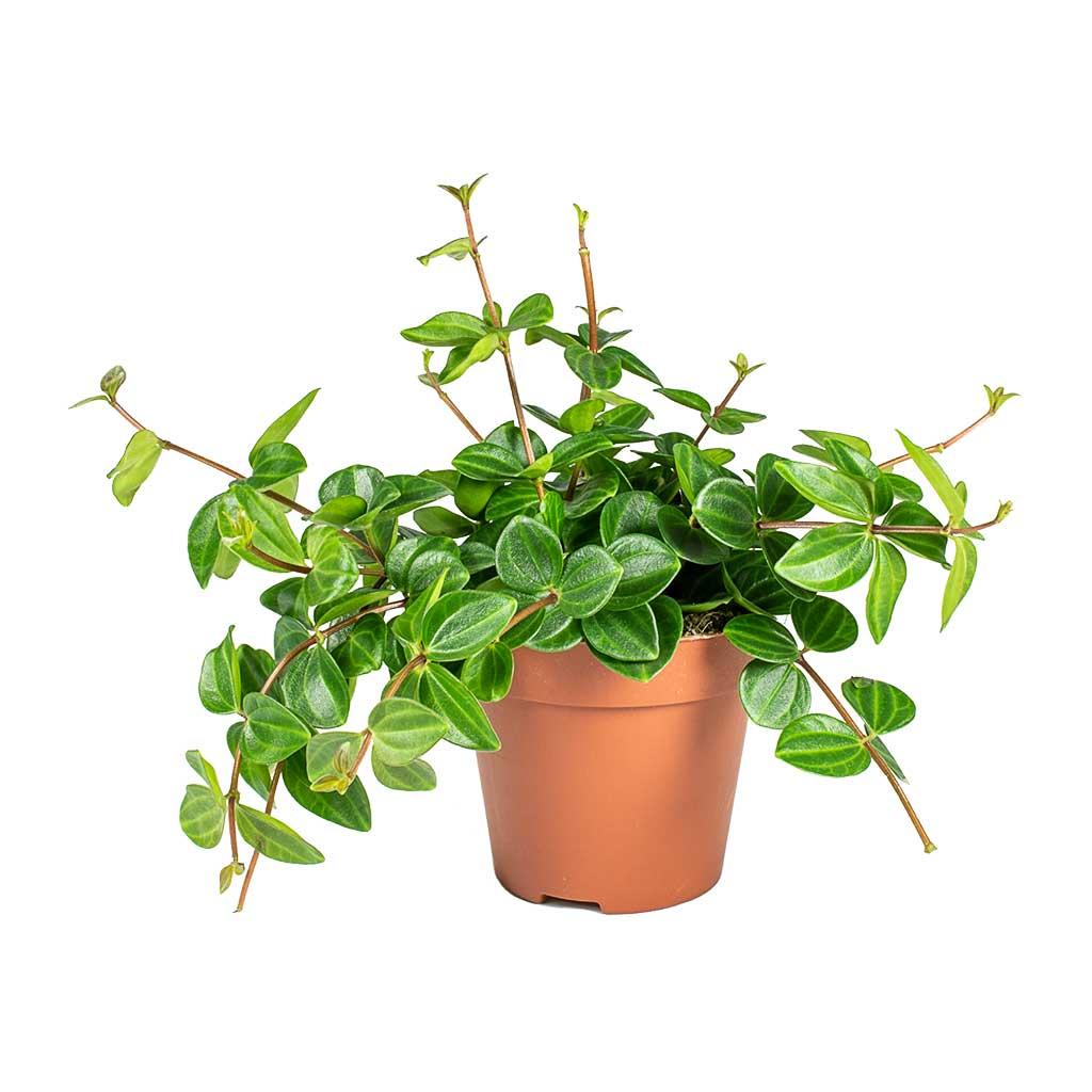 Peperomia Angulata - View 24 from www redcrocus com