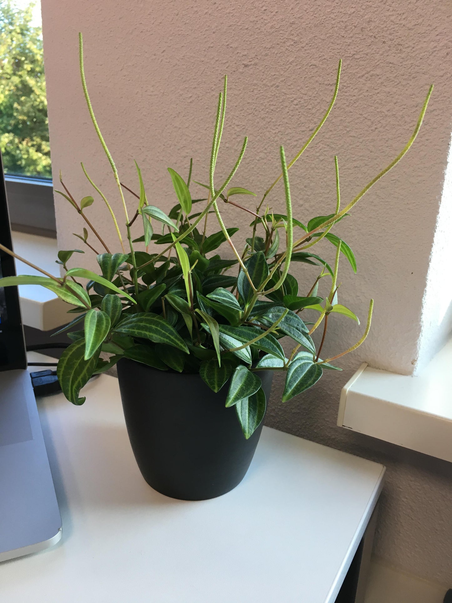 Peperomia Angulata - View 26 from www redcrocus com