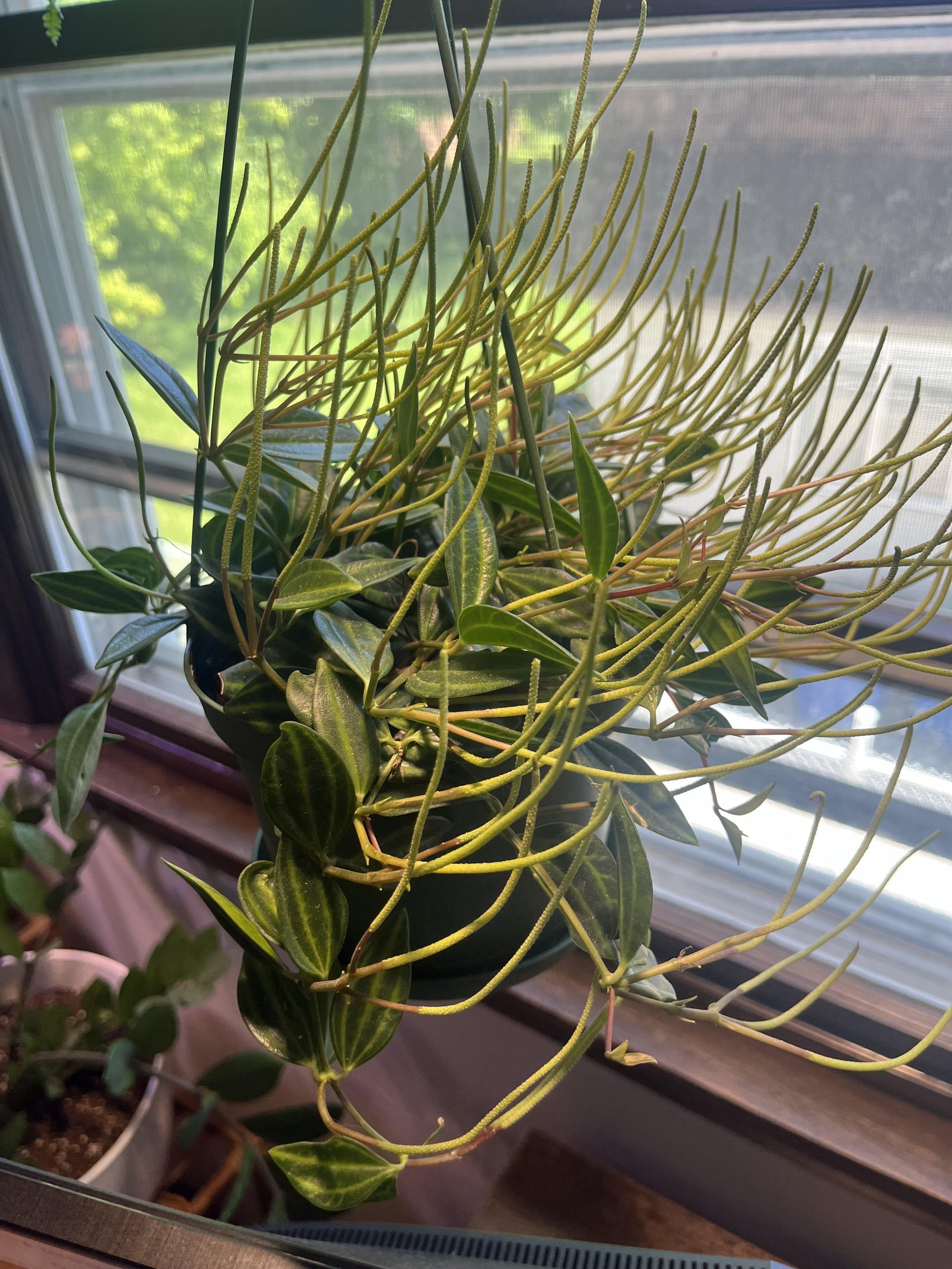 Peperomia Angulata - View 27 from www redcrocus com