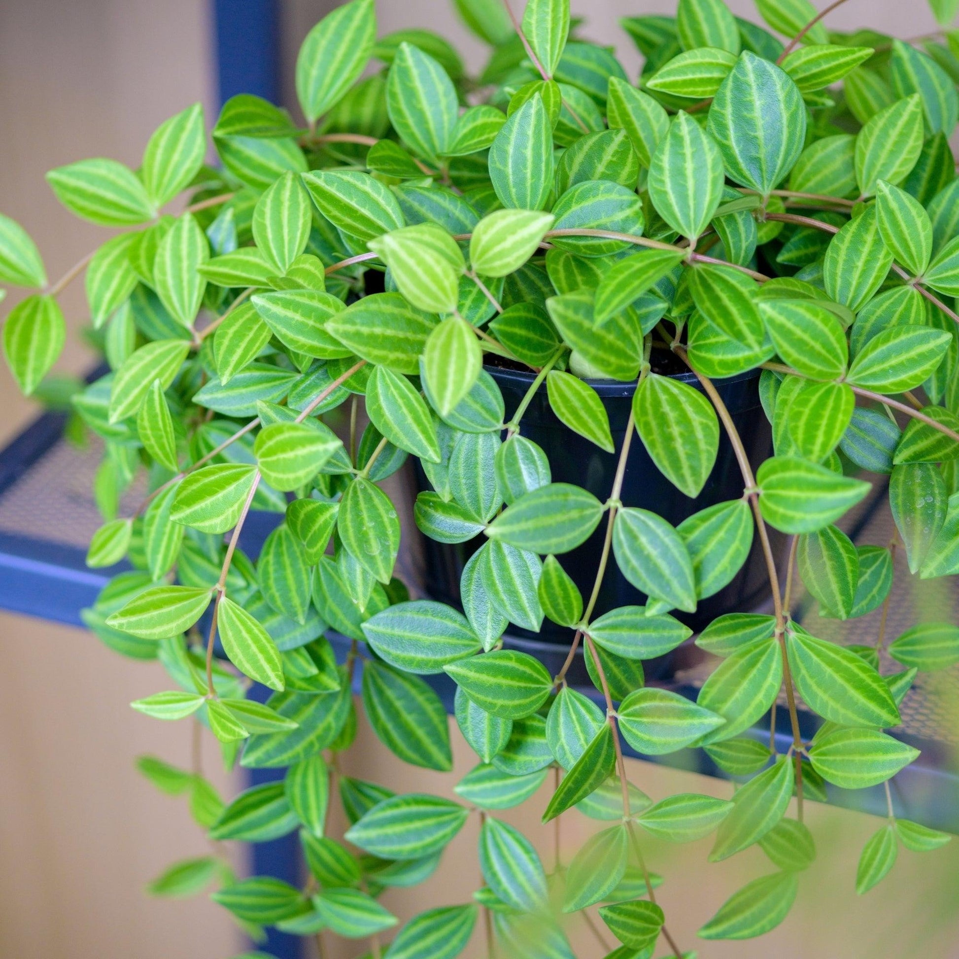 Peperomia Angulata - View 28 from www redcrocus com