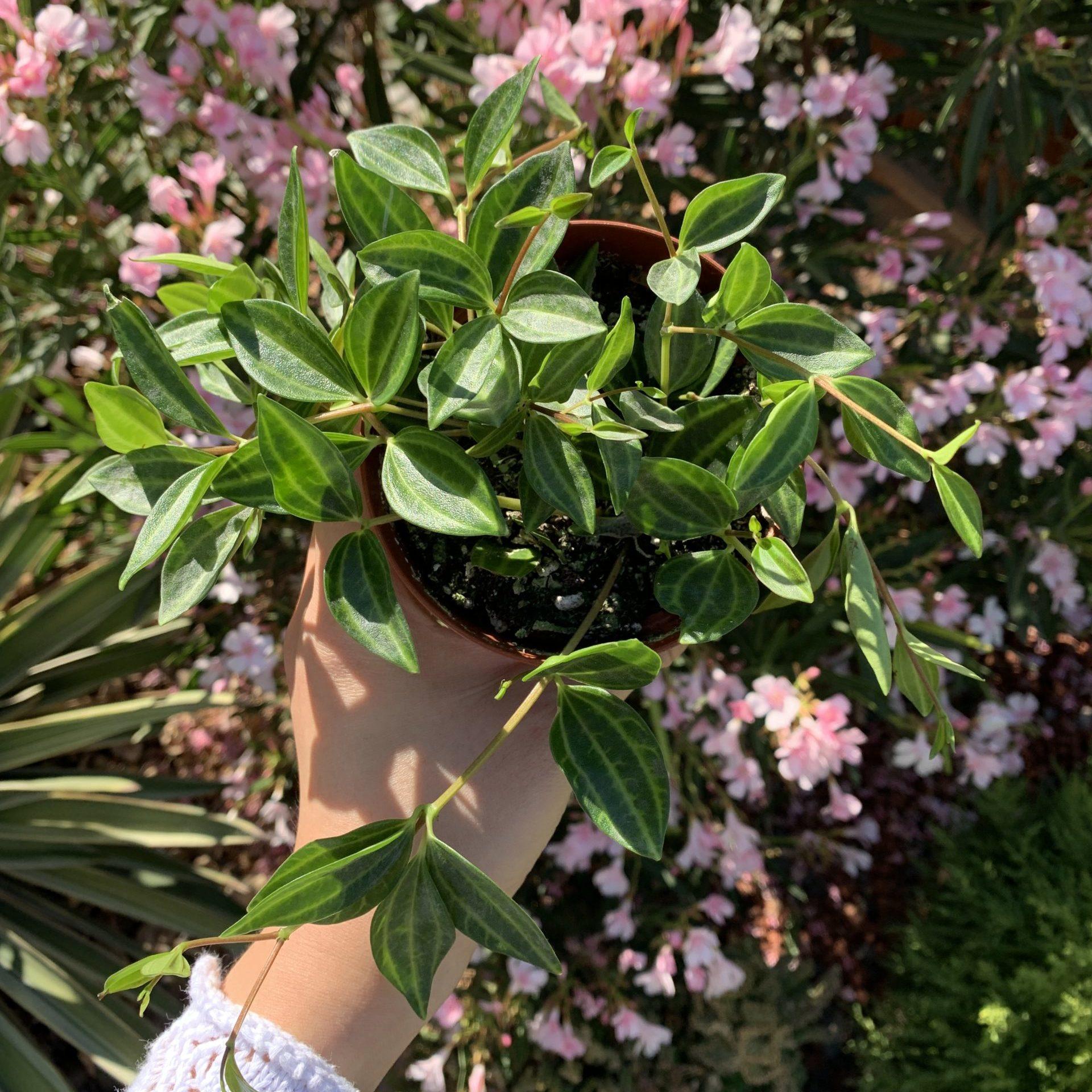 Peperomia Angulata - View 29 from www redcrocus com