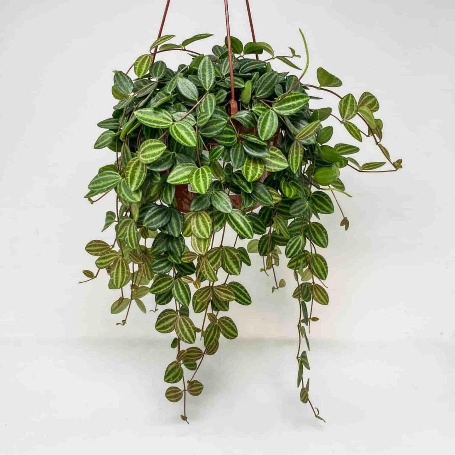 Peperomia Angulata - View 2 from www redcrocus com