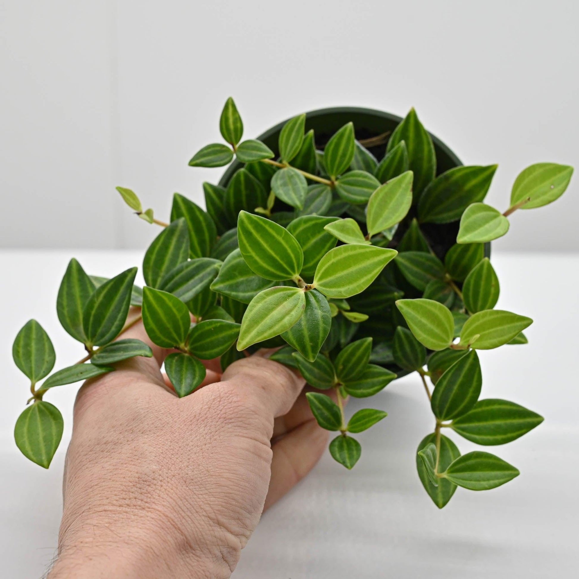 Peperomia Angulata - View 30 from www redcrocus com