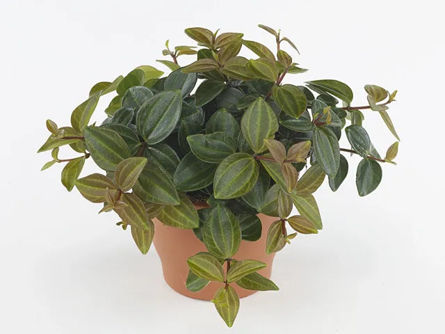 Peperomia Angulata - View 31 from www redcrocus com