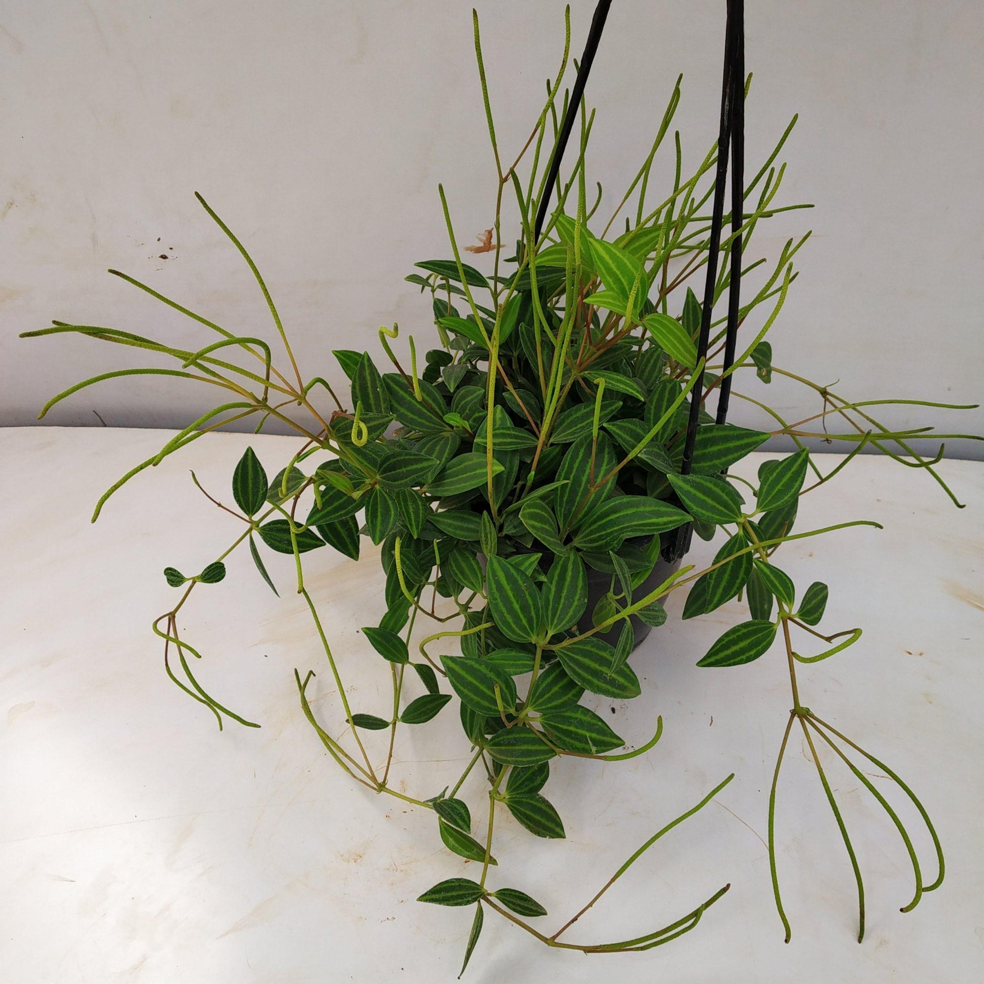 Peperomia Angulata - View 33 from www redcrocus com