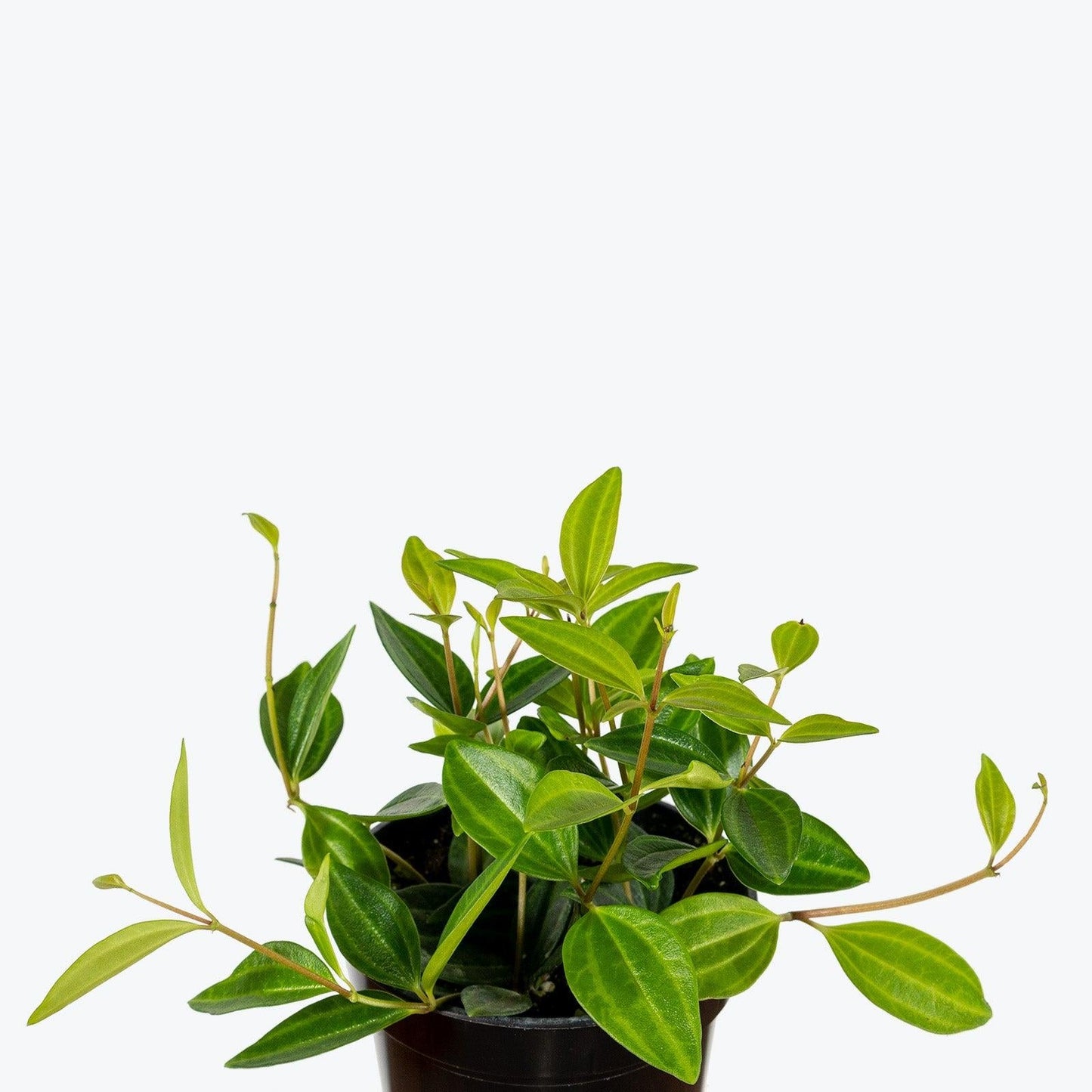 Peperomia Angulata - View 34 from www redcrocus com