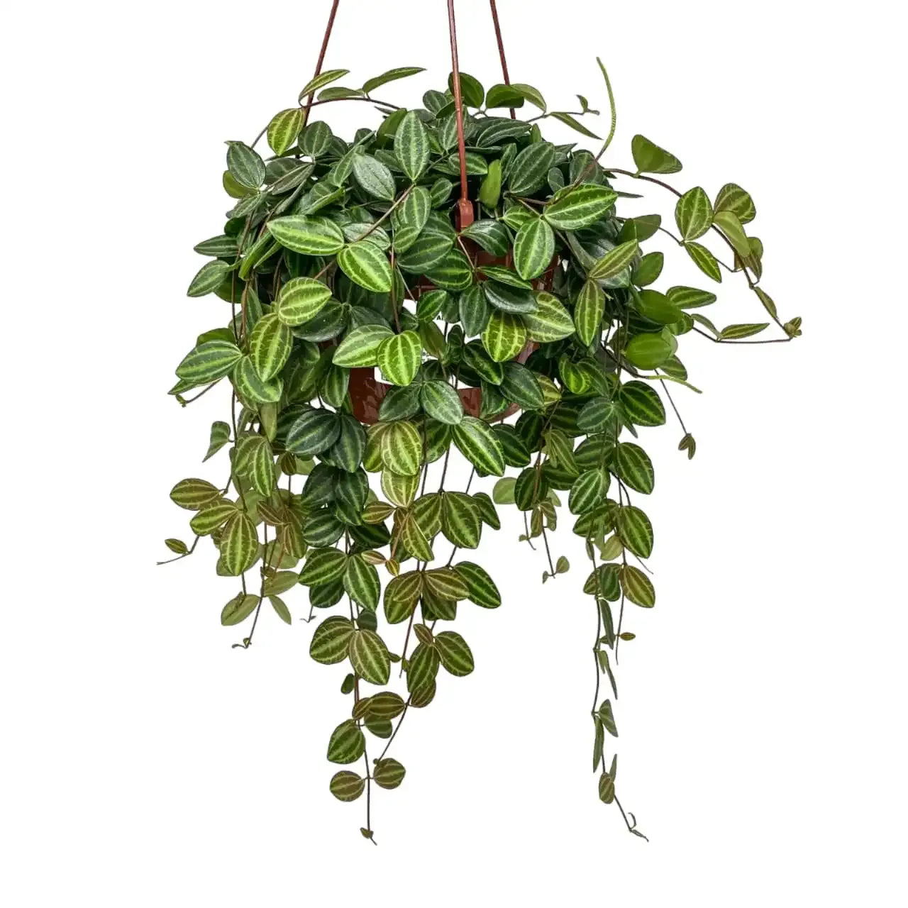 Peperomia Angulata - View 35 from www redcrocus com