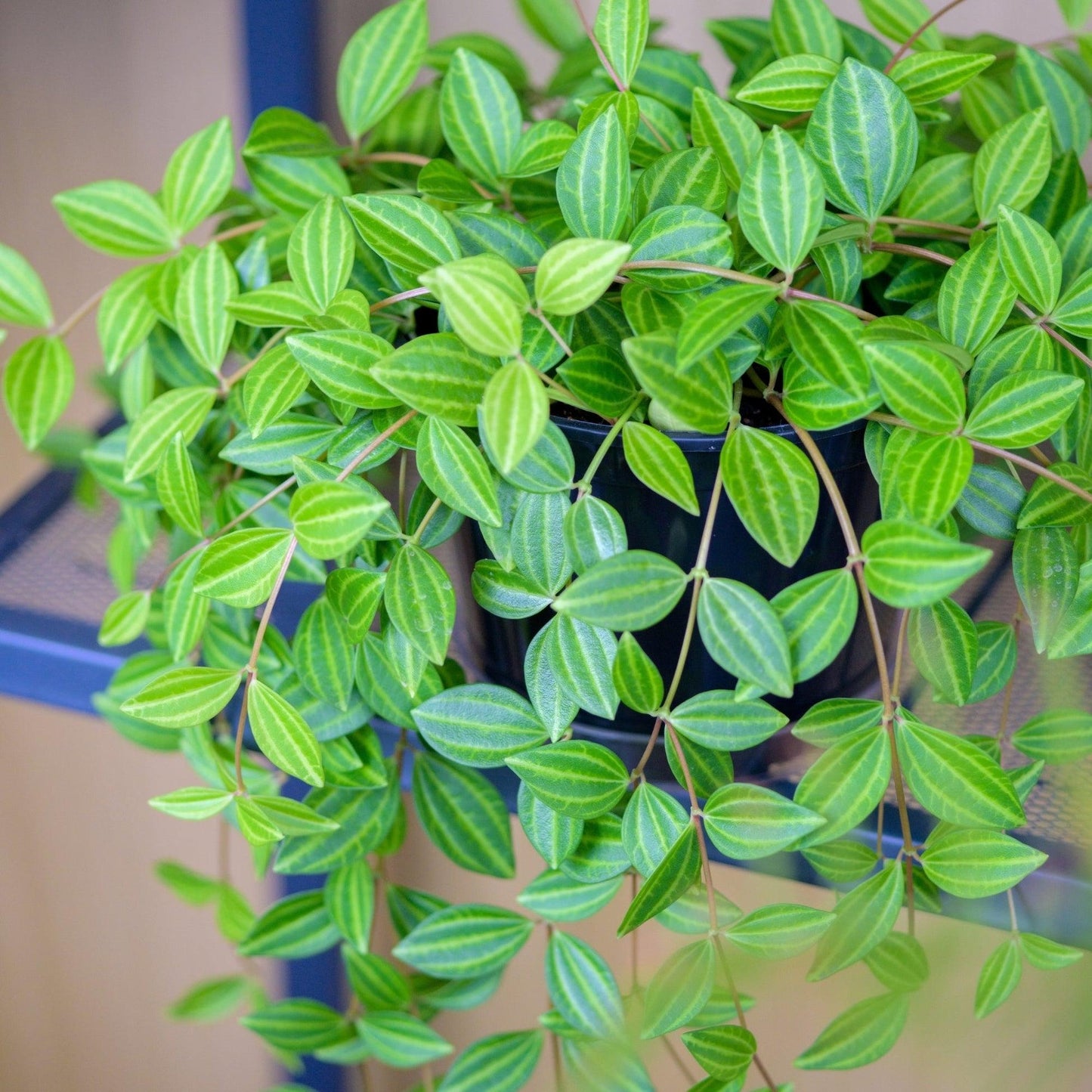 Peperomia Angulata - View 3 from www redcrocus com
