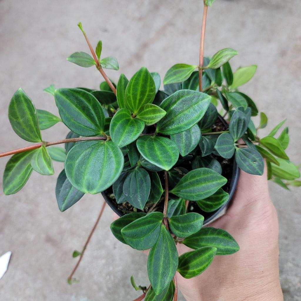 Peperomia Angulata - View 4 from www redcrocus com