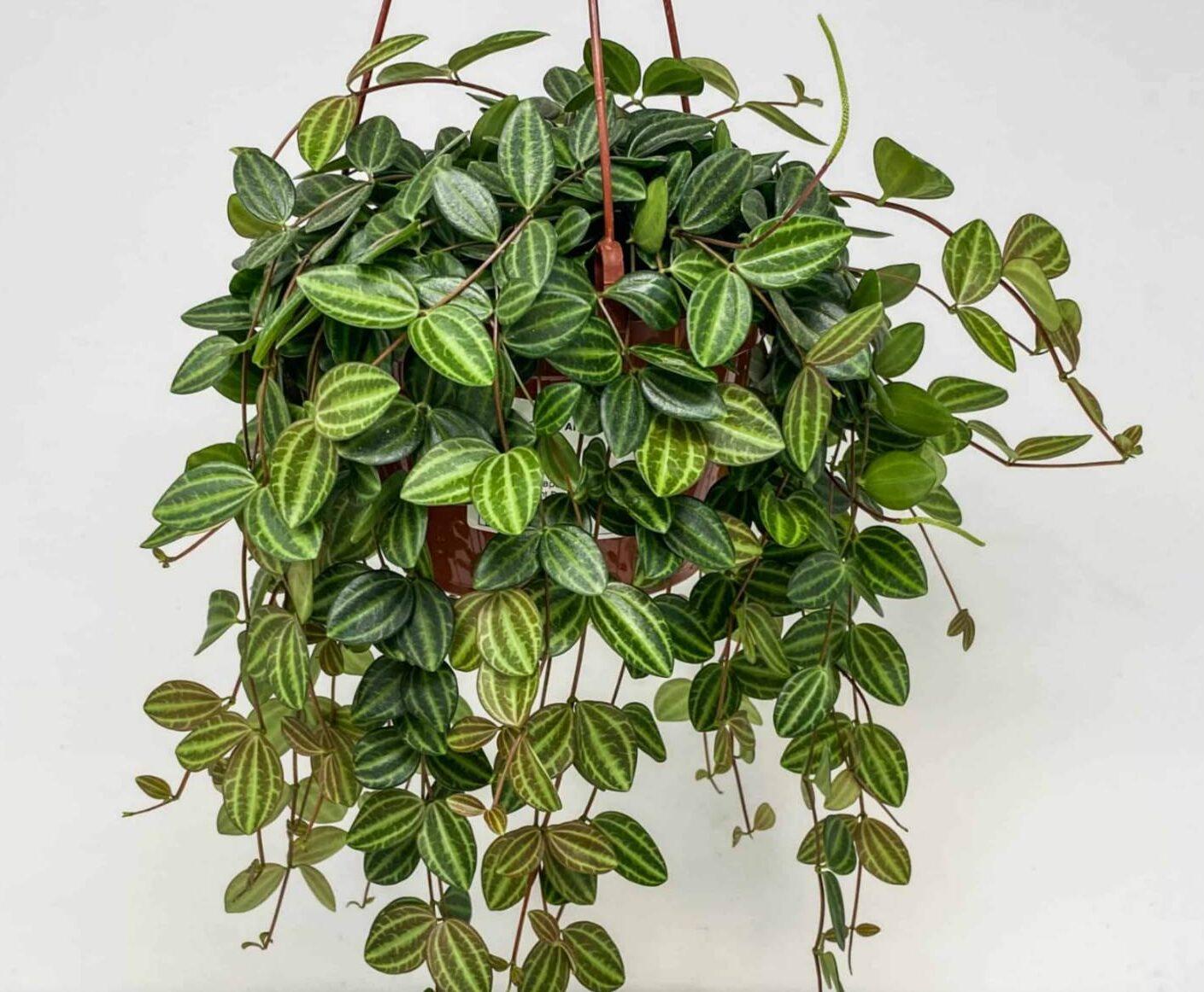 Peperomia Angulata - View 5 from www redcrocus com