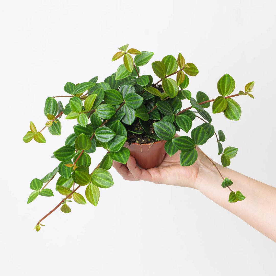 Peperomia Angulata - View 6 from www redcrocus com