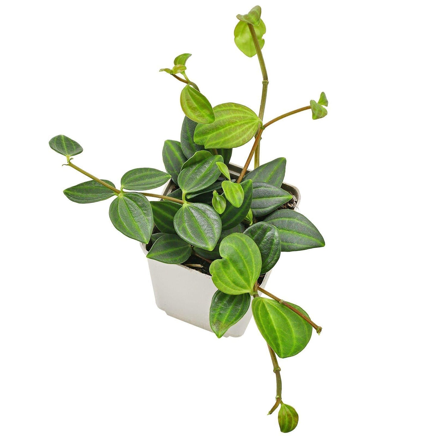 Peperomia Angulata - View 8 from www redcrocus com