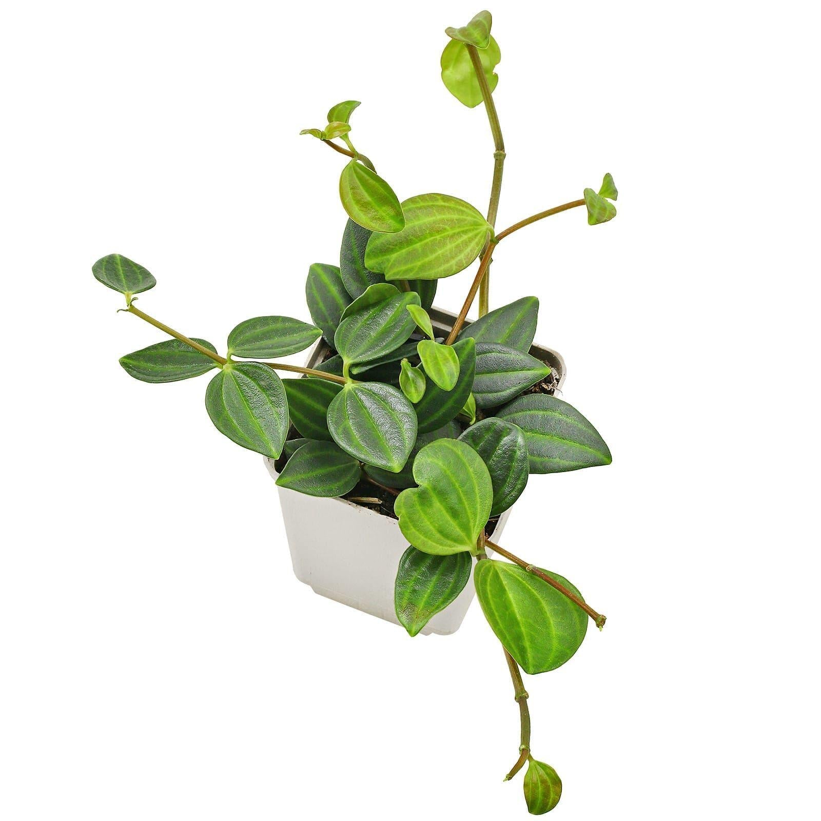Peperomia Angulata - View 8 from www redcrocus com