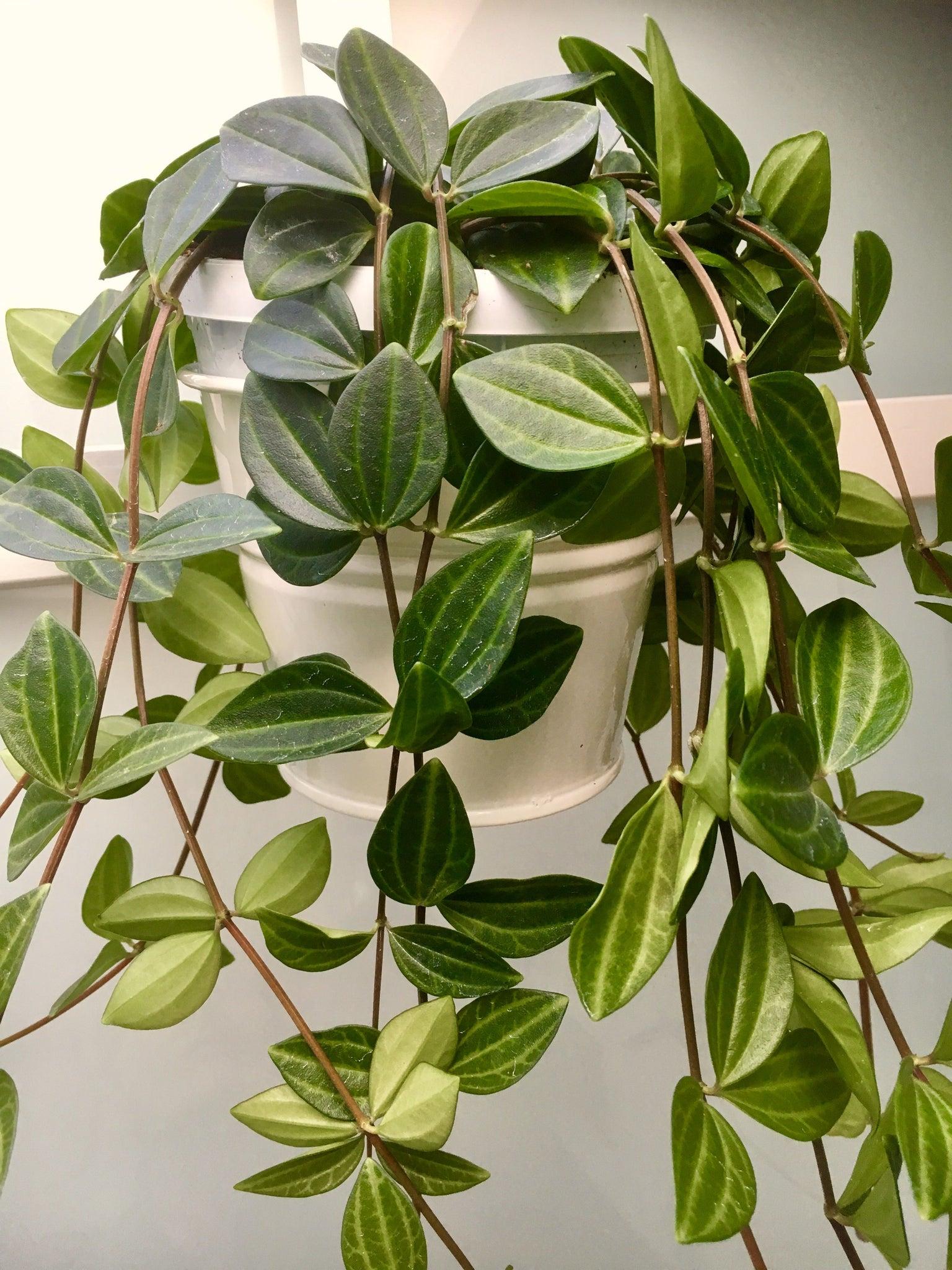 Peperomia Angulata - View 9 from www redcrocus com