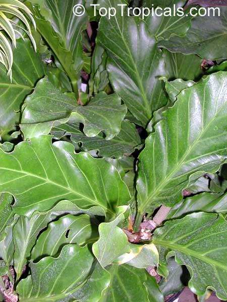 Anthurium X Hookeri - View 13 from www redcrocus com