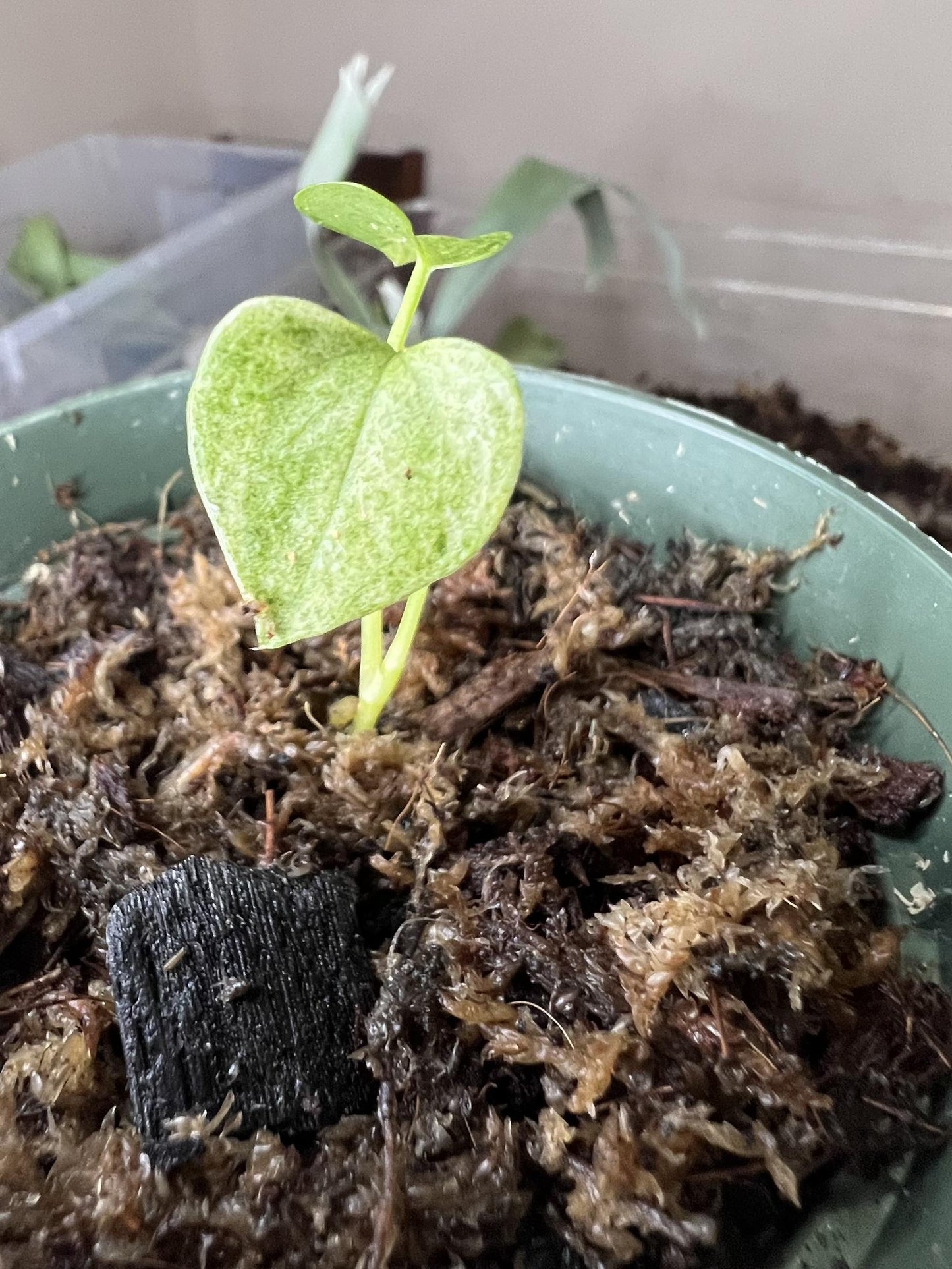 Anthurium X Hookeri - View 14 from www redcrocus com