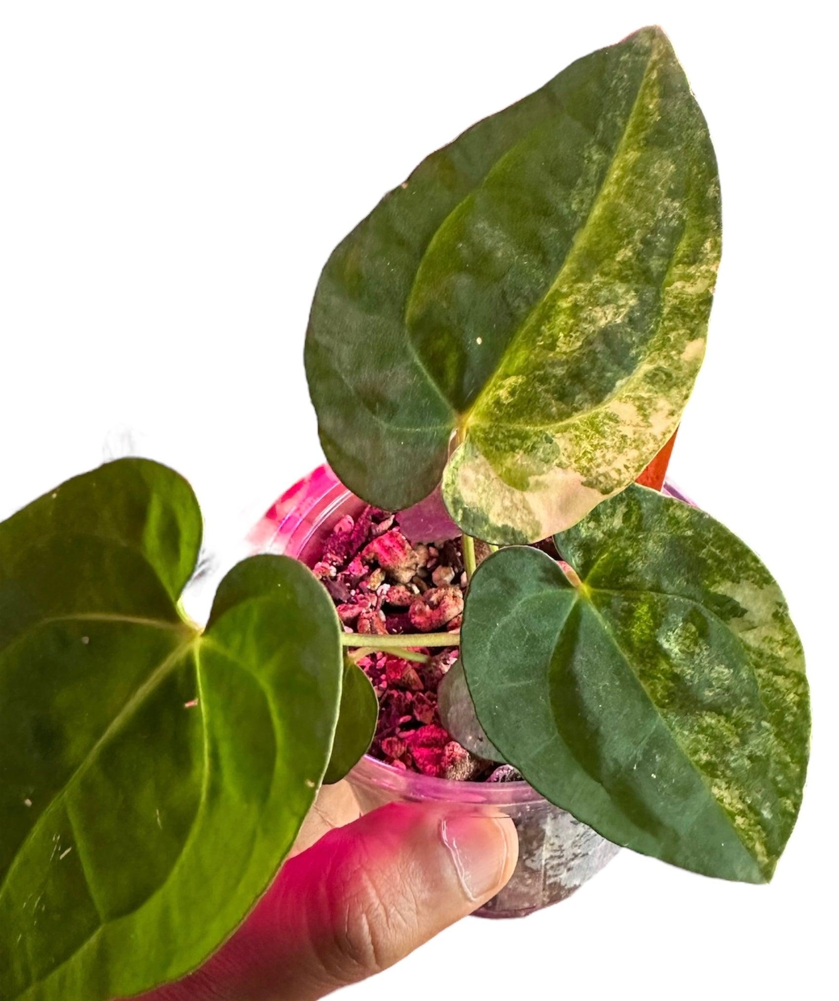 Anthurium X Hookeri - View 15 from www redcrocus com