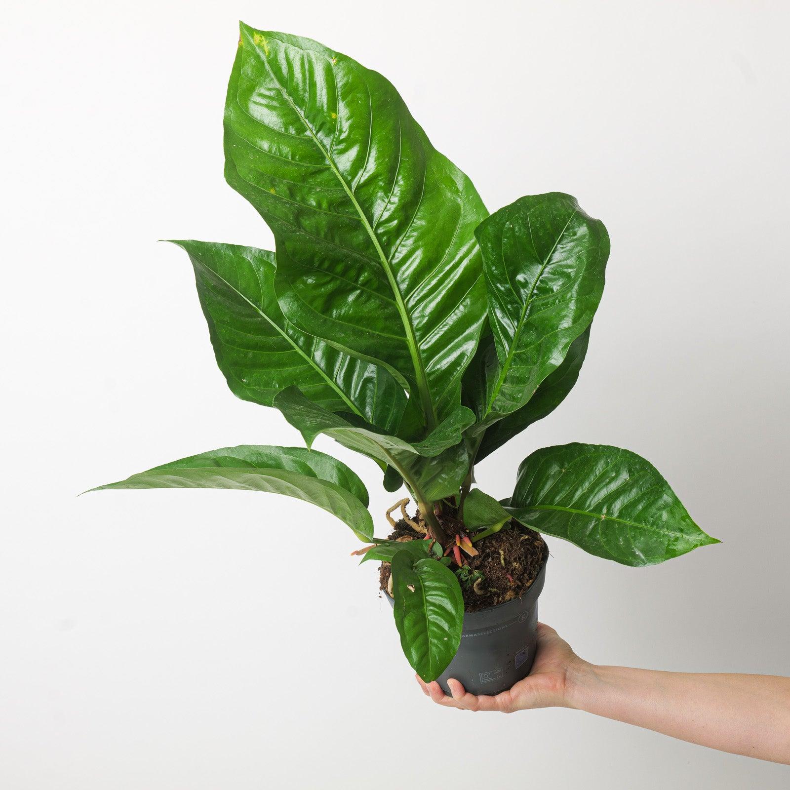 Anthurium X Hookeri - View 16 from www redcrocus com