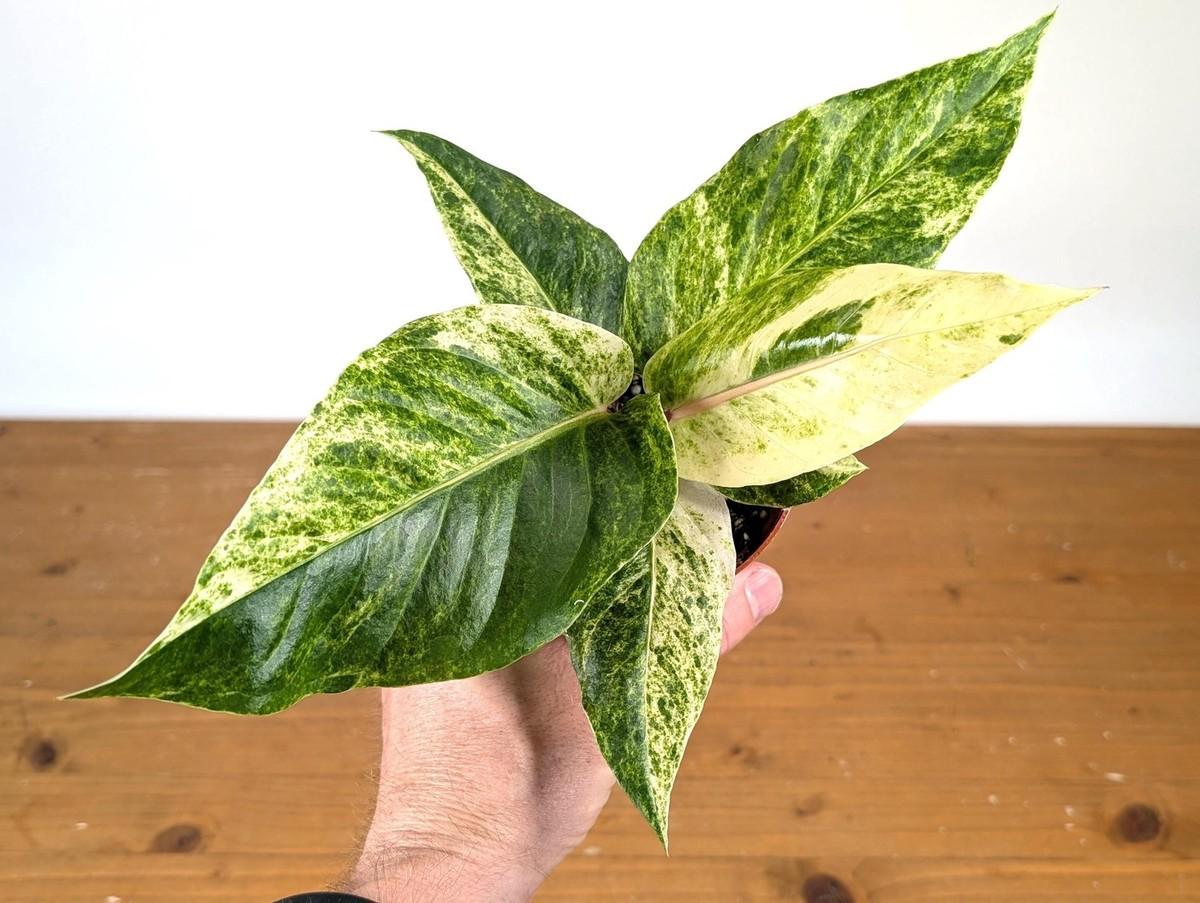 Anthurium X Hookeri - View 17 from www redcrocus com