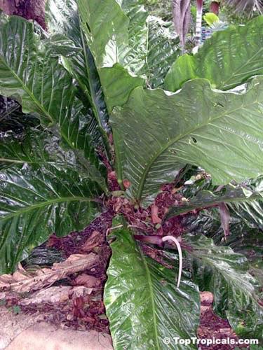 Anthurium X Hookeri - View 18 from www redcrocus com