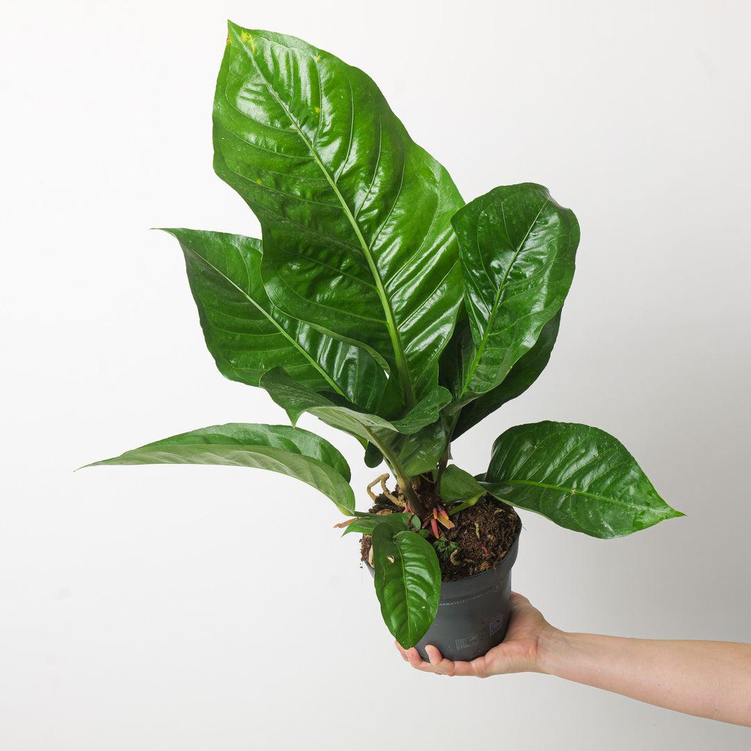 Anthurium X Hookeri - View 19 from www redcrocus com