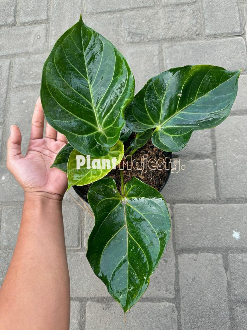 Anthurium X Hookeri - View 1 from www redcrocus com