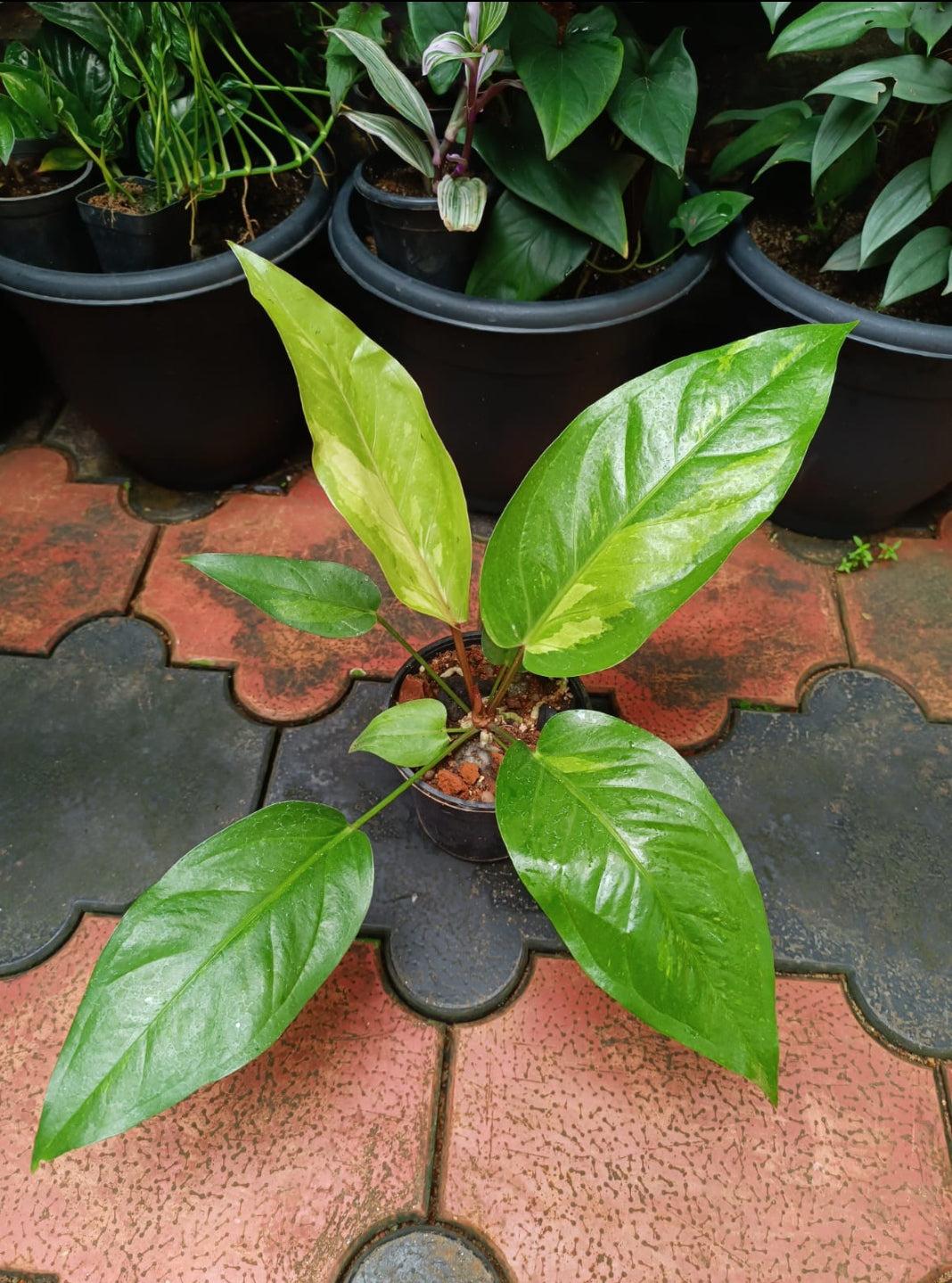 Anthurium X Hookeri - View 20 from www redcrocus com
