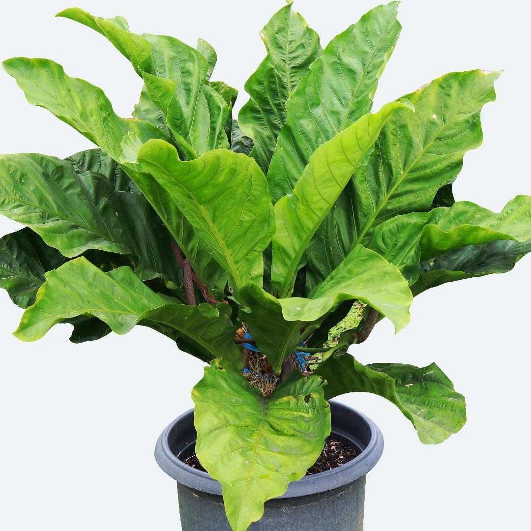 Anthurium X Hookeri - View 21 from www redcrocus com