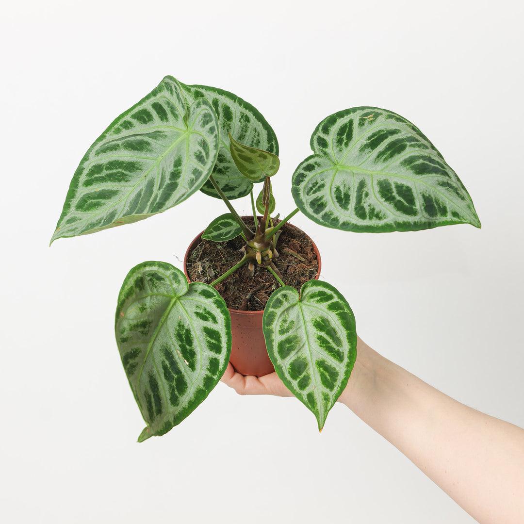 Anthurium X Hookeri - View 22 from www redcrocus com