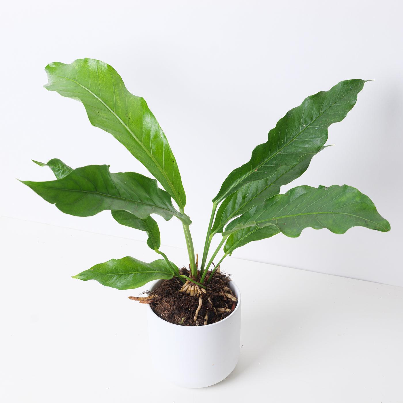 Anthurium X Hookeri - View 25 from www redcrocus com