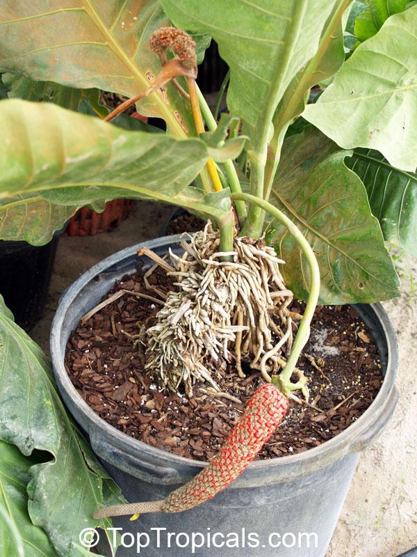 Anthurium X Hookeri - View 4 from www redcrocus com
