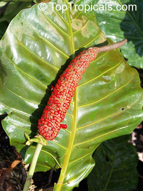 Anthurium X Hookeri - View 5 from www redcrocus com