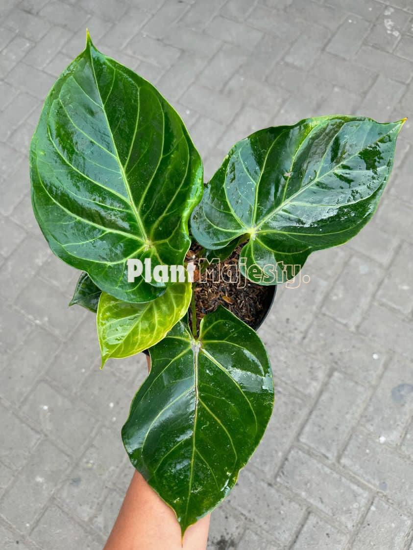Anthurium X Hookeri - View 7 from www redcrocus com