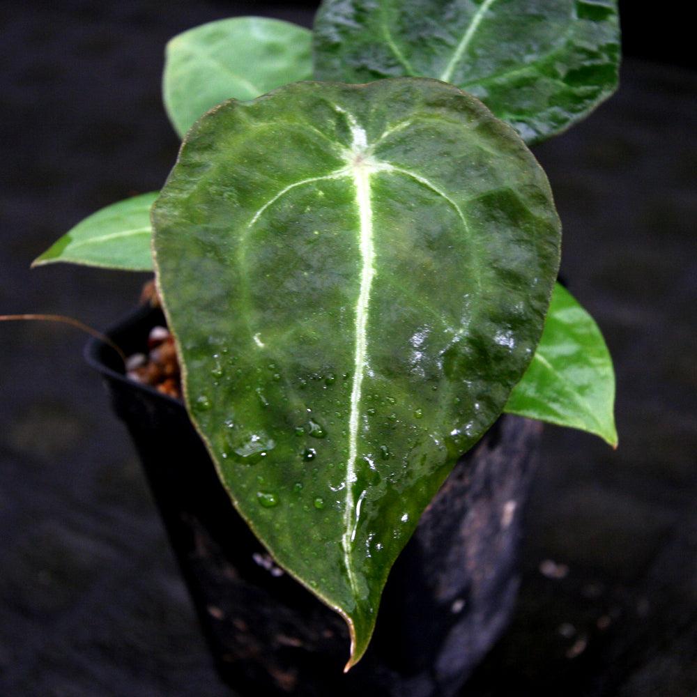 Anthurium X Hookeri - View 8 from www redcrocus com