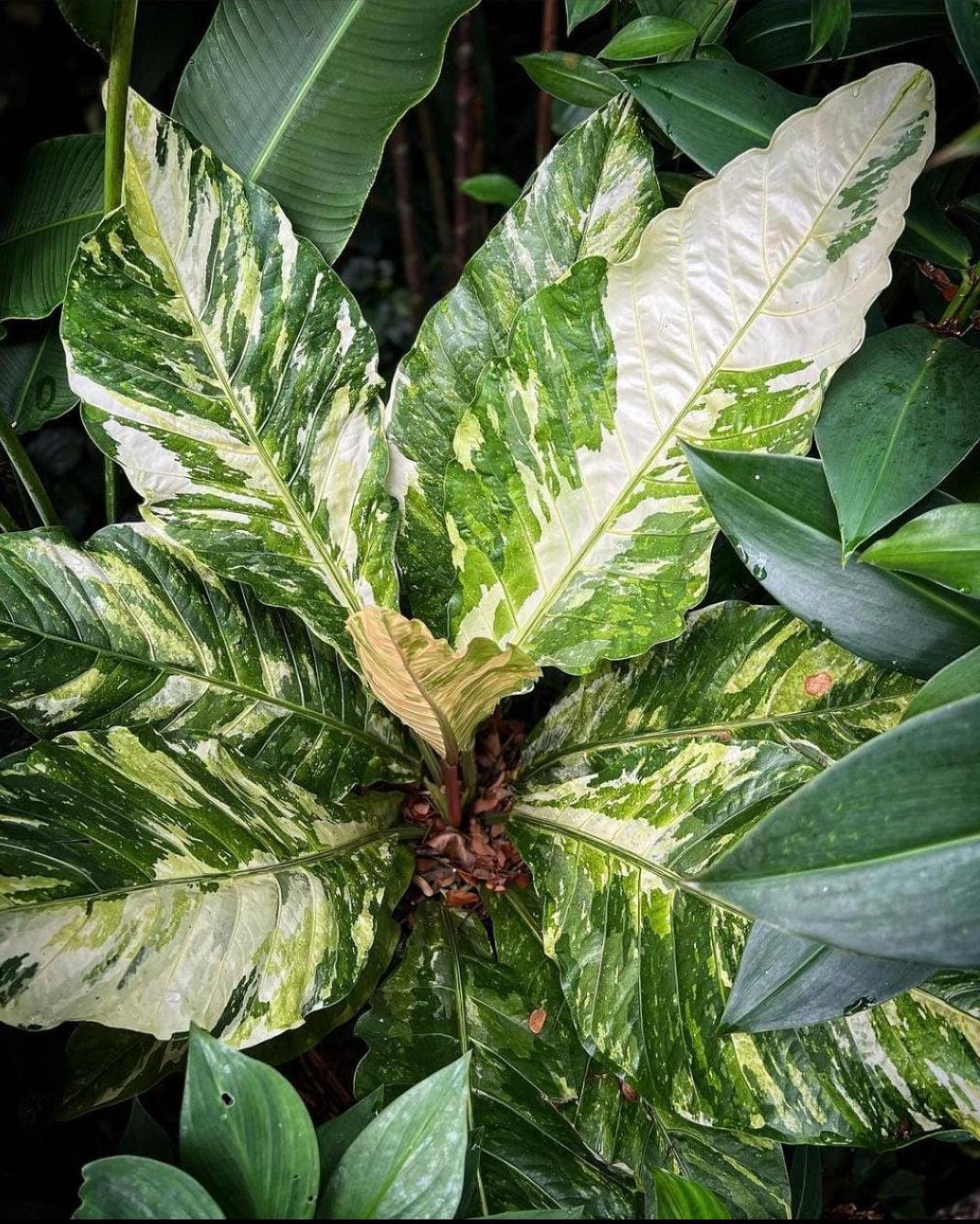 Anthurium X Hookeri - View 9 from www redcrocus com