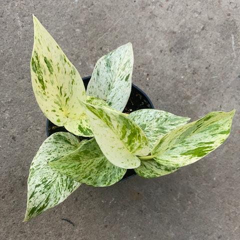 Pothos, Epipremnum Aureum 'snow Queen' - View 11 from www redcrocus com