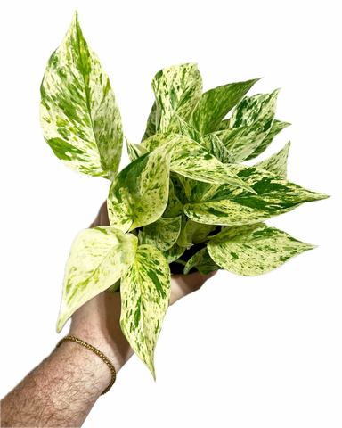Pothos, Epipremnum Aureum 'snow Queen' - View 13 from www redcrocus com