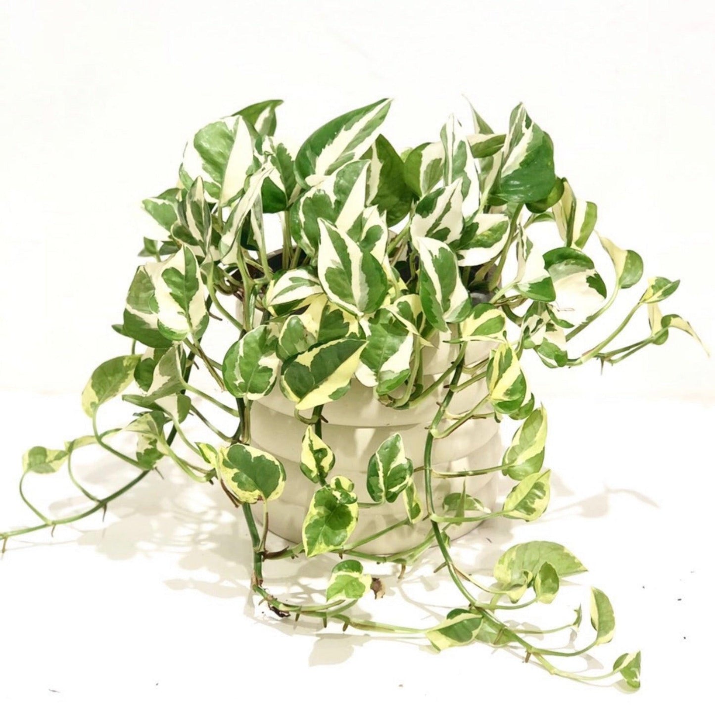 Pothos, Epipremnum Aureum 'snow Queen' - View 17 from www redcrocus com