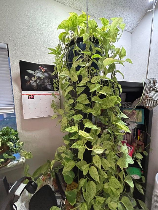 Pothos, Epipremnum Aureum 'snow Queen' - View 18 from www redcrocus com