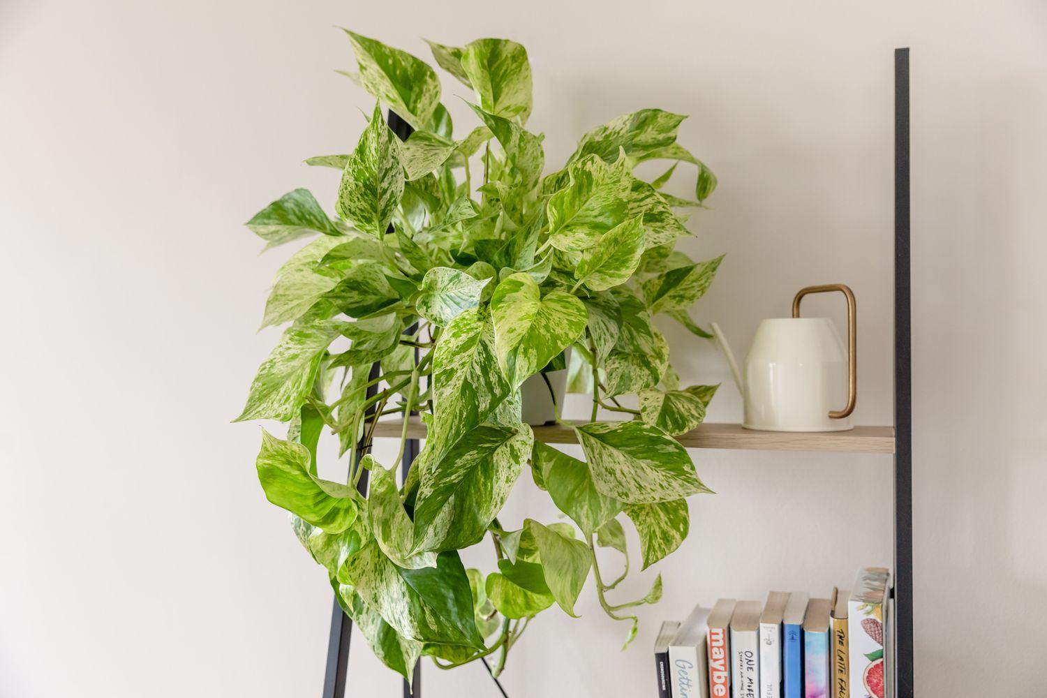 Pothos, Epipremnum Aureum 'snow Queen' - View 1 from www redcrocus com
