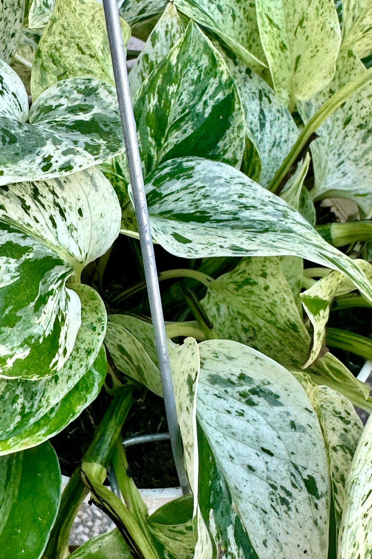Pothos, Epipremnum Aureum 'snow Queen' - View 21 from www redcrocus com