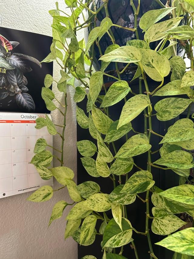 Pothos, Epipremnum Aureum 'snow Queen' - View 22 from www redcrocus com