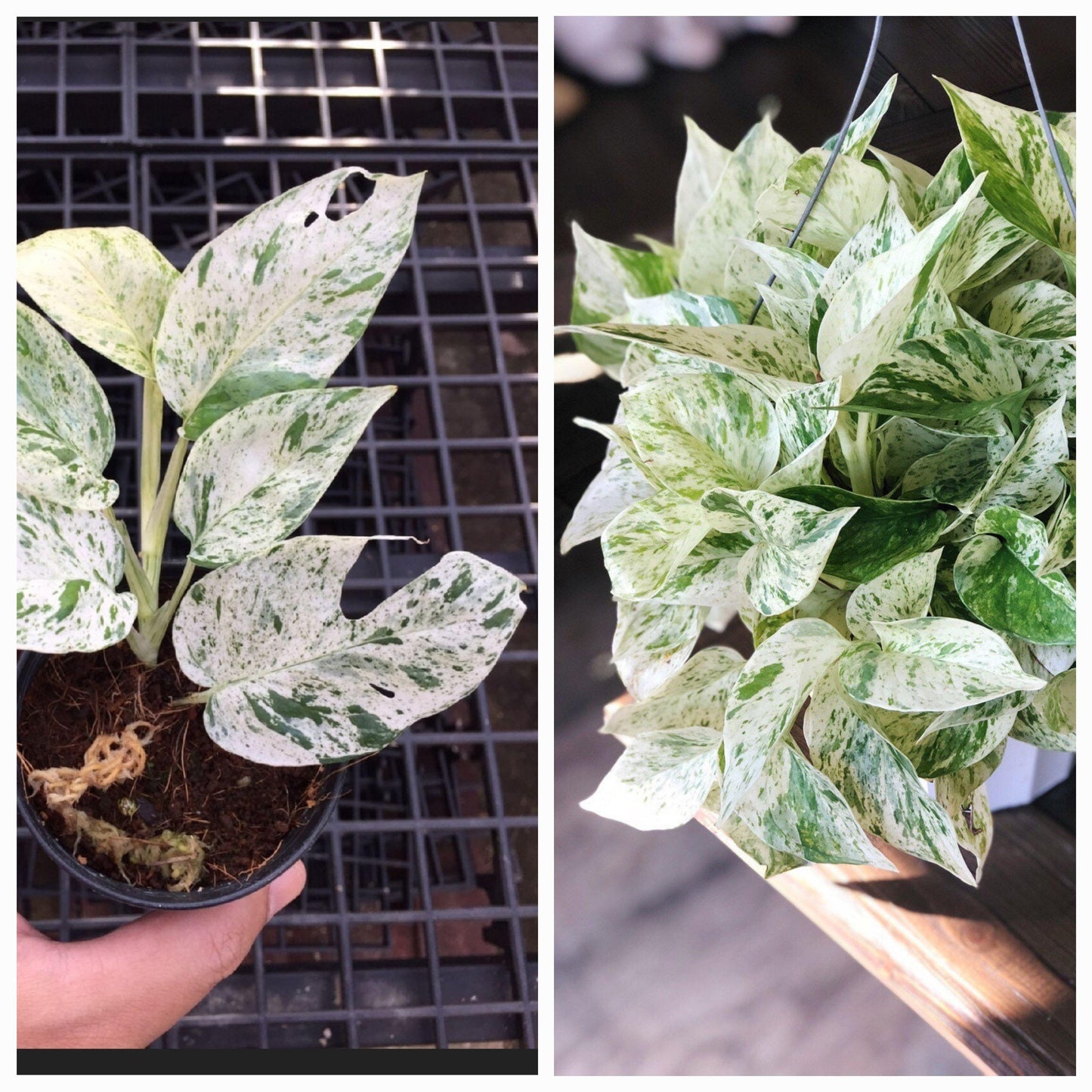 Pothos, Epipremnum Aureum 'snow Queen' - View 25 from www redcrocus com